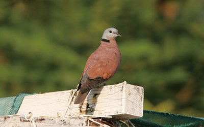 紅鳩