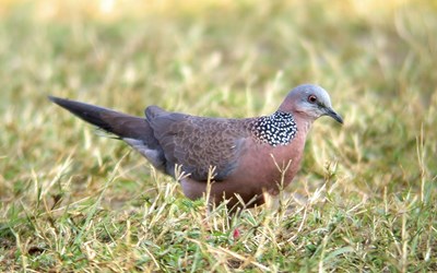 珠頸斑鳩