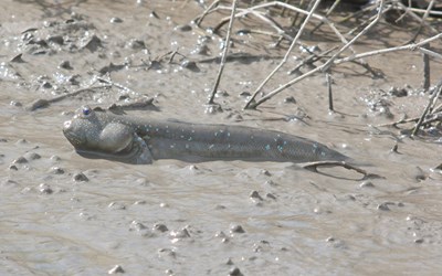 大彈塗魚