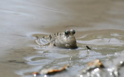 跳彈塗魚